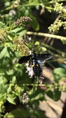 Laeviscolia frontalis