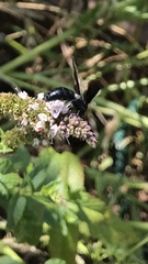 Laeviscolia frontalis