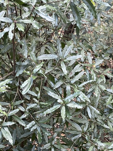 Lithocarpus hancei observed 2025-12-22