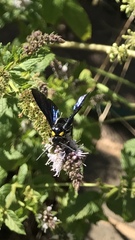 Laeviscolia frontalis