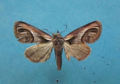 Paectes oculatrix
