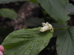 Globba marantina