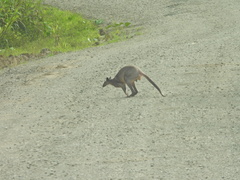 Brown Dorcopsis photo 5