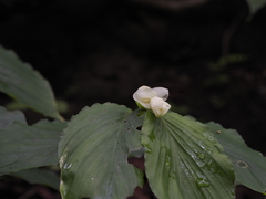 Globba marantina