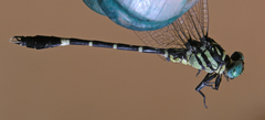 Orientogomphus minor