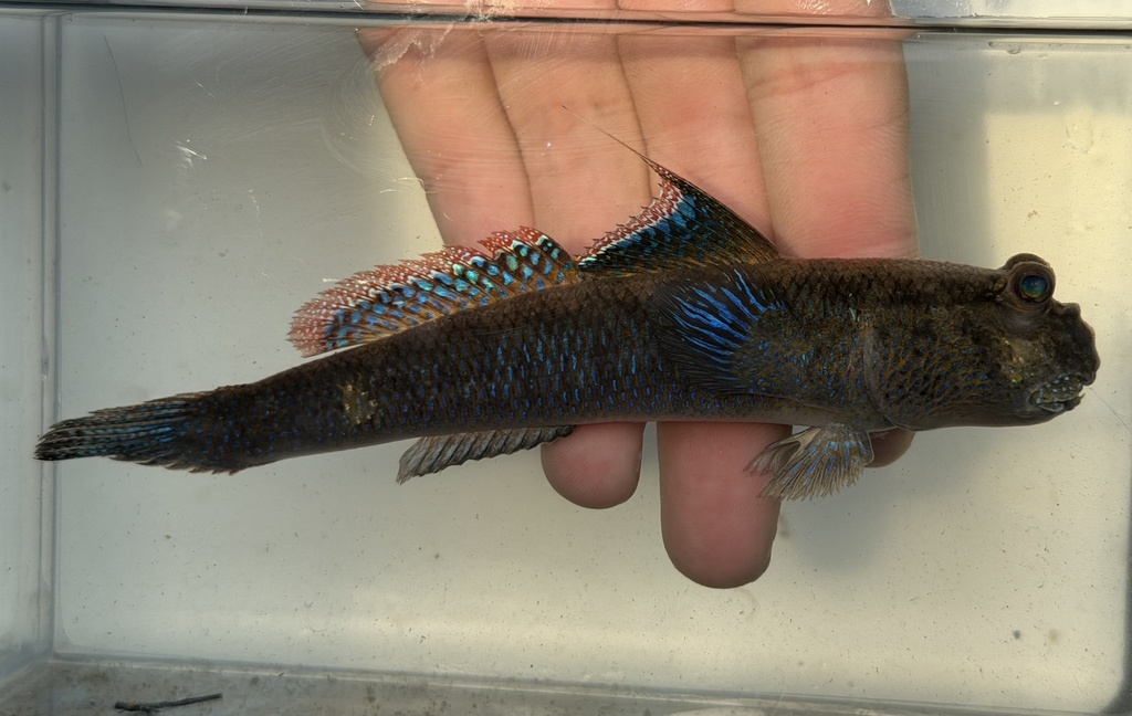 Asian Dwarf Mudskipper