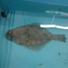 Fine Flounder - Photo (c) francisco-javier-palma-navarrete, some rights reserved (CC BY-NC)