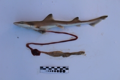 Mustelus henlei