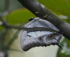 Polyura schreiber tisamenus