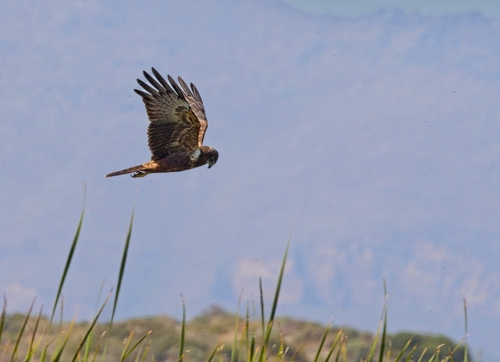 iNaturalist: (c) Daryl de Beer, some rights reserved (CC BY-NC), uploaded by Daryl de Beer iNaturalist image