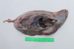 Sphyrna zygaena