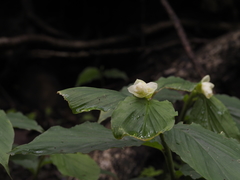 Globba marantina