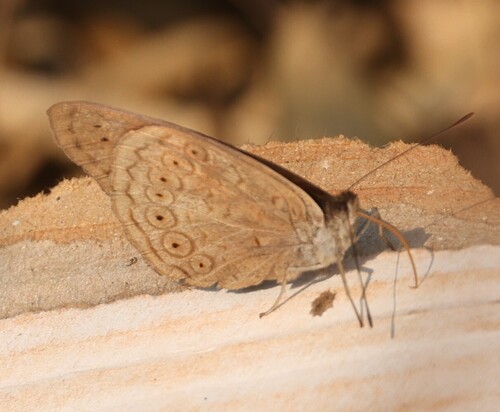 Velvet Tree Nymph