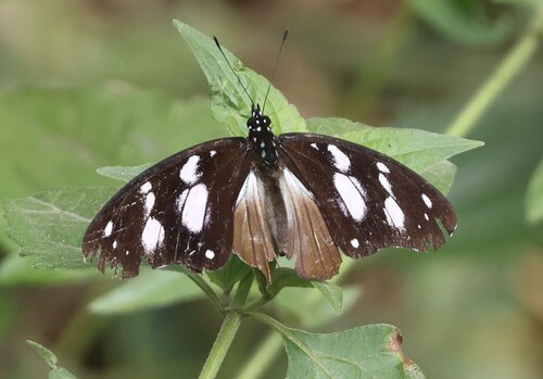 Variable Diadem