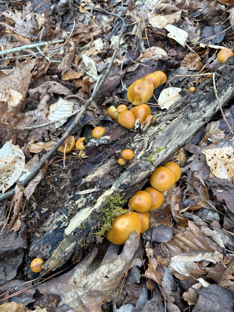 Galerina marginata · December 2025 · photo: © niyan_shehan (iNaturalist, cc0)