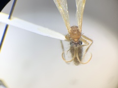 Chyphotidae