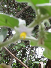 Solanum incanum