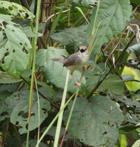 Chattering Cisticola
