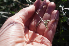 Lyrocarpa