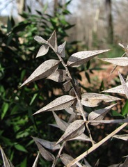 Phaeosphaeriopsis glaucopunctata