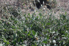 Lyrocarpa