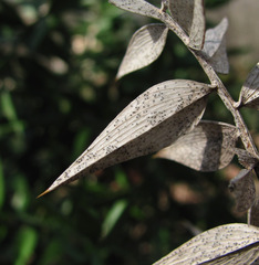 Phaeosphaeriopsis glaucopunctata