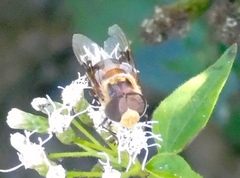 Copestylum quadratum