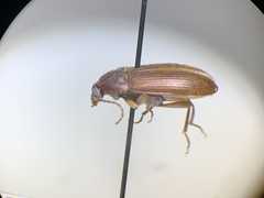 Hymenorus