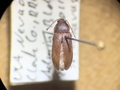 Hymenorus