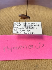 Hymenorus