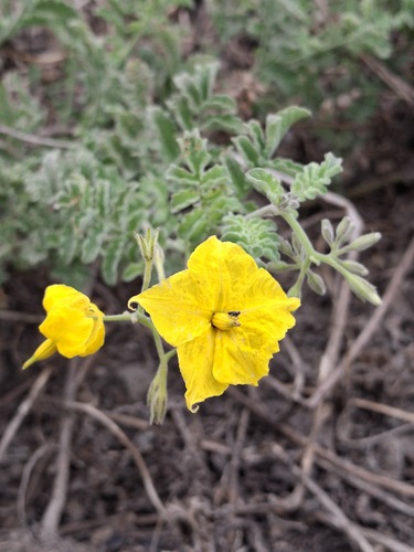 Solanum peruvianum, photograph 4
