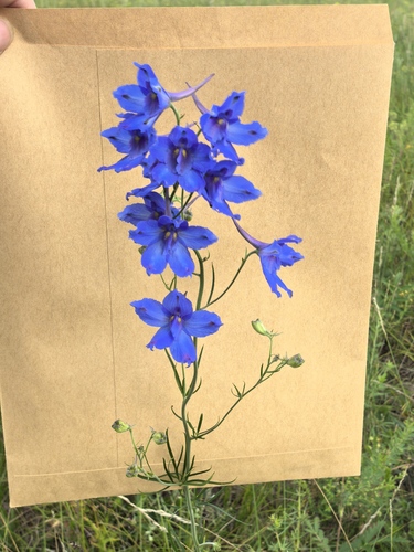 Siberian larkspur
