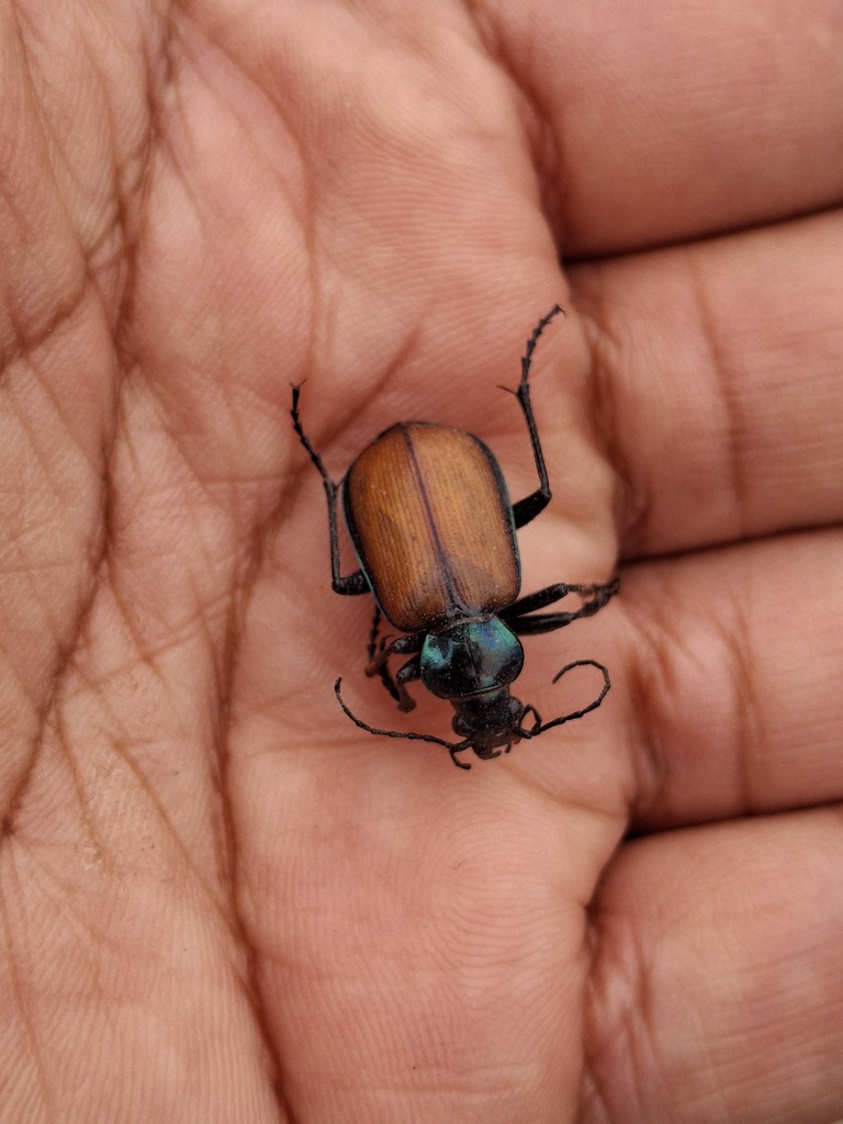 Calosoma rufipenne