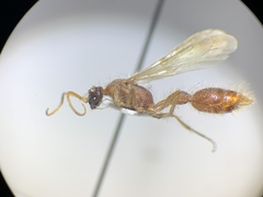 Chyphotes melaniceps