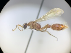 Chyphotes melaniceps