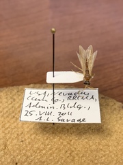 Chyphotes melaniceps