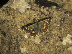 Muschampia proto