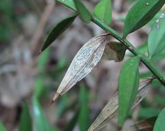 Phaeosphaeriopsis glaucopunctata