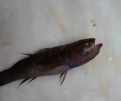 Eleotris acanthopomus