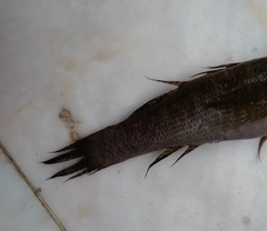 Eleotris acanthopomus