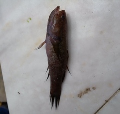 Eleotris acanthopomus