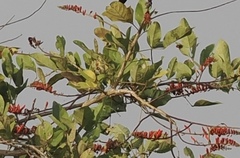 Erythrina senegalensis