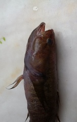 Eleotris acanthopomus