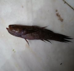 Eleotris acanthopomus