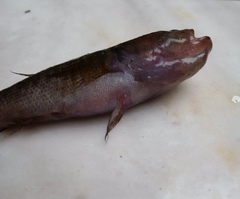 Eleotris acanthopomus