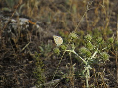 Polyommatus albicans