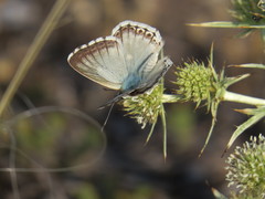 Polyommatus albicans