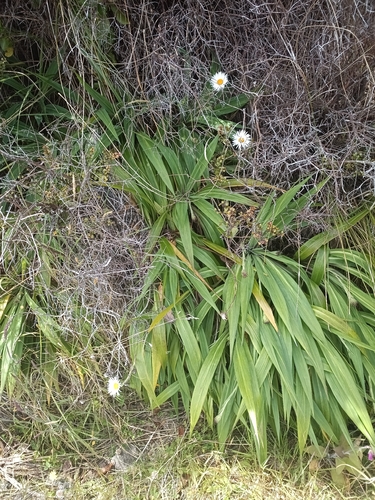 Celmisia mackaui, photograph 2