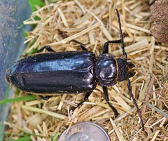 Mallodon dasystomus