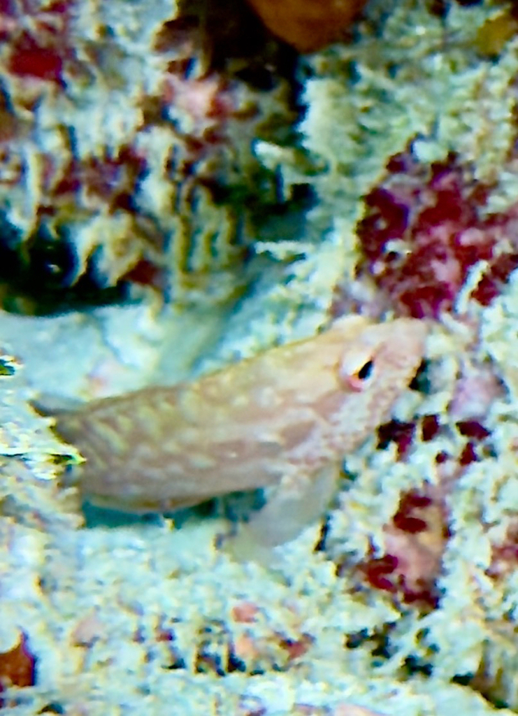 Leopard cod (Cephalopholis leopardus) — Serranidae